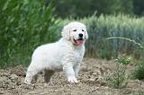 GOLDEN RETRIEVER 632